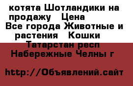 котята Шотландики на продажу › Цена ­ 5 000 - Все города Животные и растения » Кошки   . Татарстан респ.,Набережные Челны г.